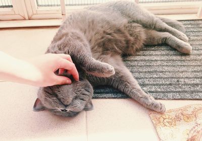 Cropped hand pampering chartreux sleeping on doormat