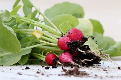 Close-up of strawberry growing on plant