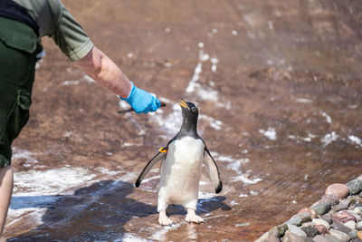 Midsection of man giving fish to penguin
