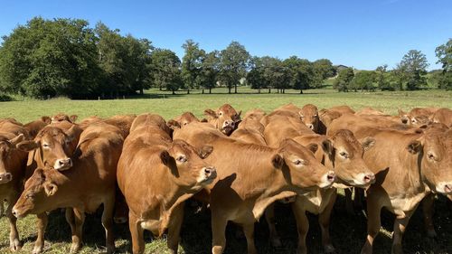 Cows on field