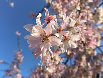 Apple blossoms in spring