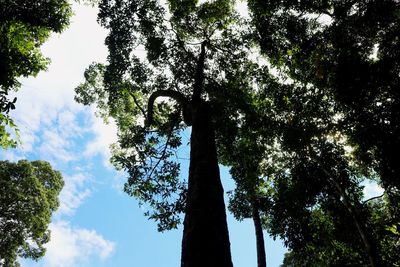 Low angle view of trees in forest against sky