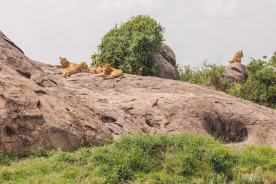 Lion cubs on a rock
