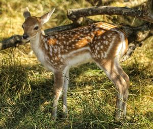 Deer standing on field