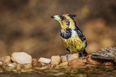 Close-up of bird perching on rock