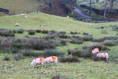 Sheep in a farm