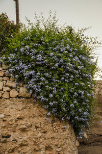 Close-up of flower tree