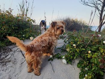 View of a dog looking away