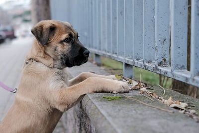 Close-up of dog looking away