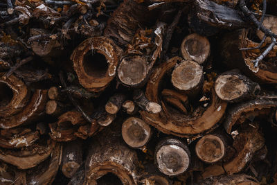 Full frame shot of logs in forest