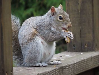 Close-up of squirrel on wooden railing 