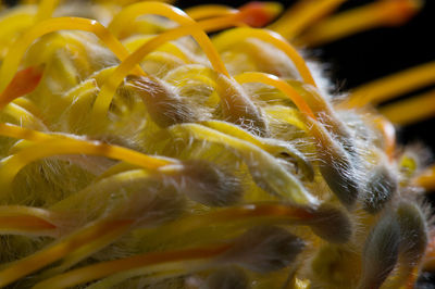 Close-up of yellow underwater