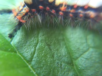 Close-up of spider on plant