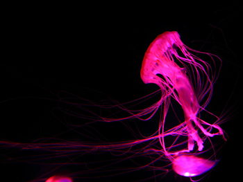 Close-up of jellyfish against black background