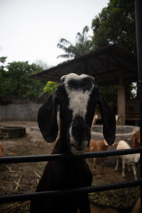 Portrait of horse standing in pen