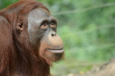 Close-up portrait of a monkey