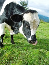 Horse on grassy field