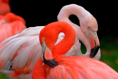 Close-up of flamingos
