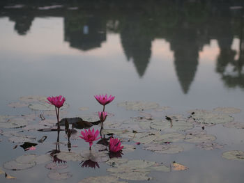 Close-up of pink water lily in lake