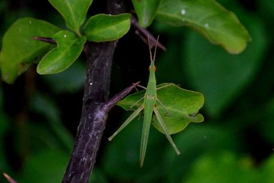 Close-up of grasshopper on plant