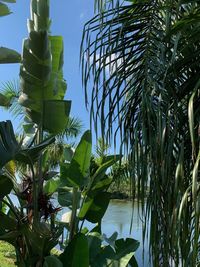 Low angle view of palm trees against sky