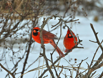 Bird perching on branch