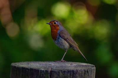 Close-up of bird perching on wooden post