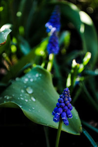 Close-up of purple flowering plant