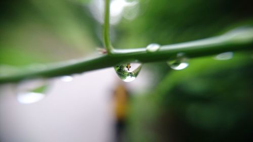 Close-up of wet plant