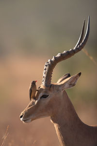 Close-up of deer