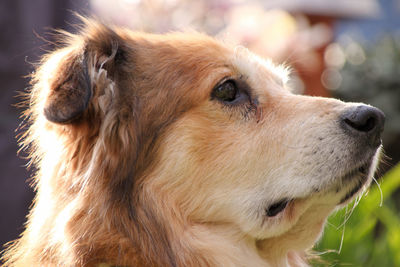 Close-up of dog looking away