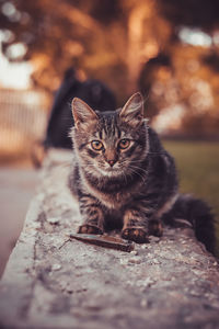 Portrait of cat sitting outdoors