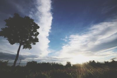 Low angle view of trees on field against sky