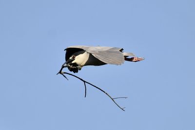 Low angle view of bird flying