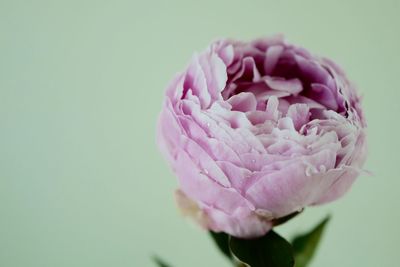 Close-up of pink rose