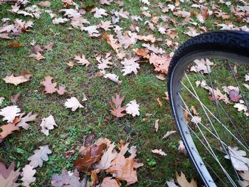 High angle view of dry leaves on field during autumn