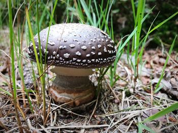 Close-up of mushroom