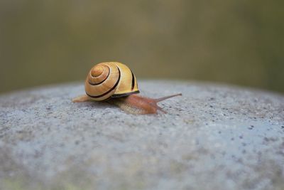 Close-up of snail