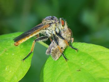 Close-up of insect on leaf