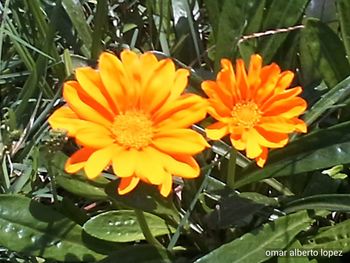 Close-up of orange flowers blooming outdoors