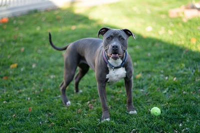 Pitbull puppy is waiting to play fetch with a tennis ball