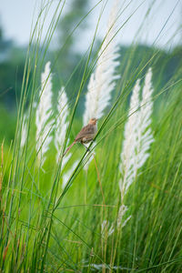 The striated babbler is a species of bird in the family leiothrichidae