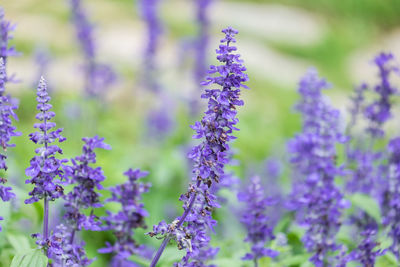 Close-up of purple flowering plants on field