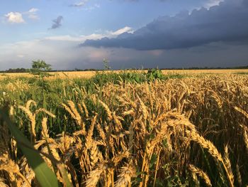 Scenic view of wheat field against sky