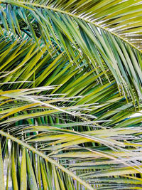 Close-up of palm leaf