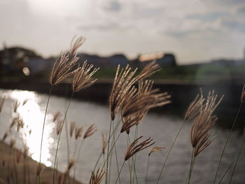 Close-up of stalks against blurred background