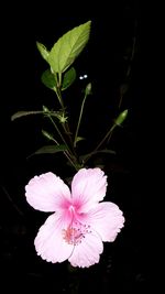 Close-up of flower blooming against black background