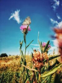 Close-up of thistle flowers on field against sky