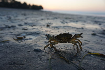 Close-up of insect on beach