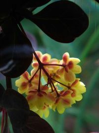 Close-up of flowers